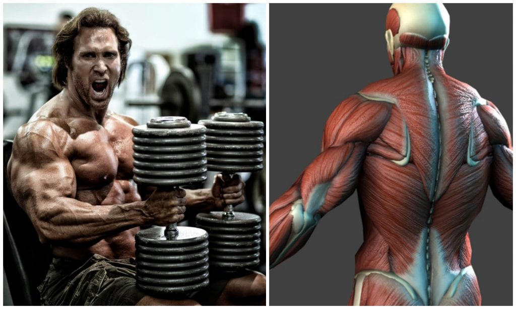 10 Must Know Facts of Muscle Building Bodybuilding BuildeRoid